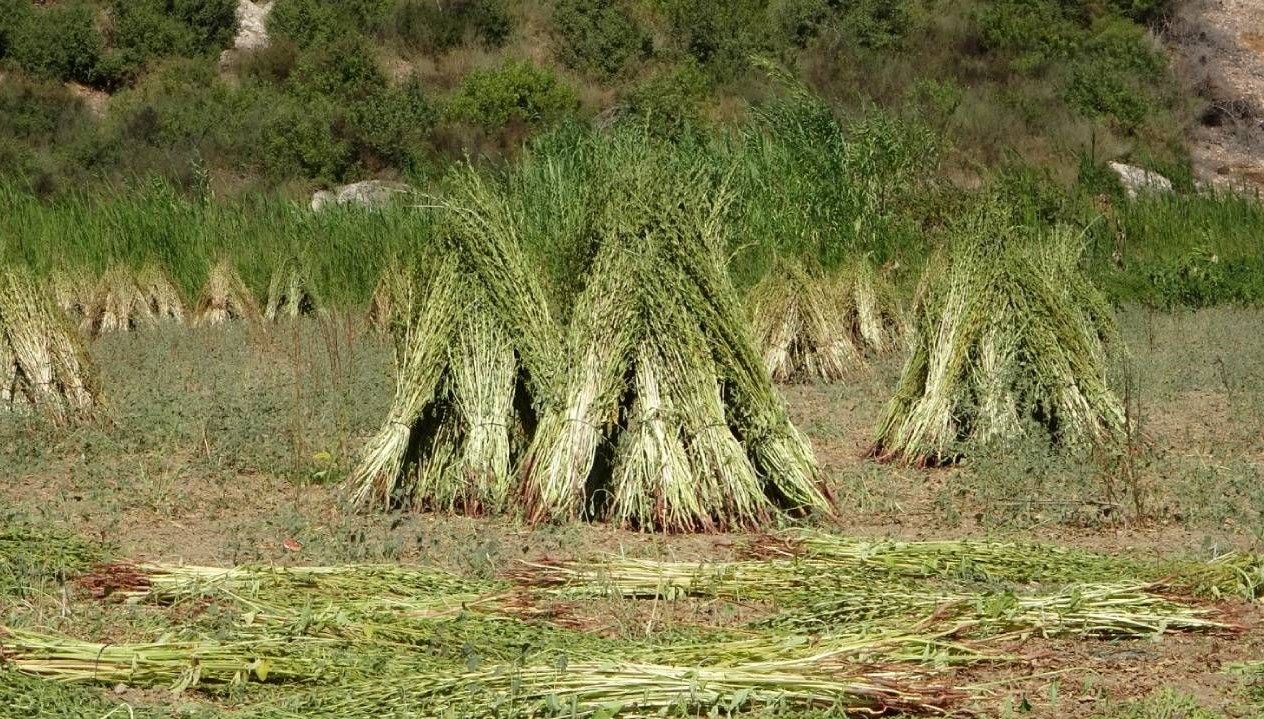 altin susamda hasat basladi bMF34Vcv