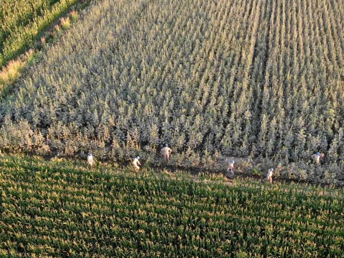 aydinda 37 kok kenevir ele gecirildi BsS5pe9x