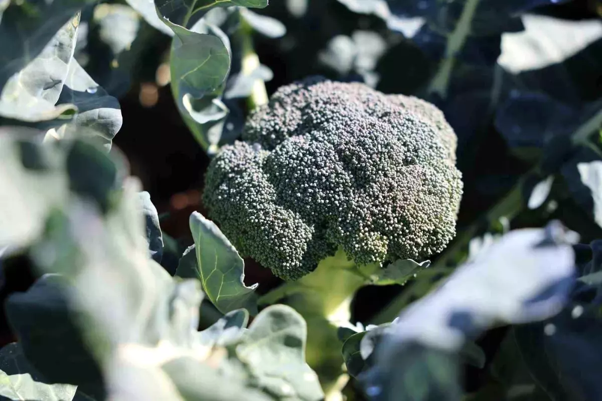 erzurumda brokoli projesi basariyla hayata gecti TB8QcIiI.jpg