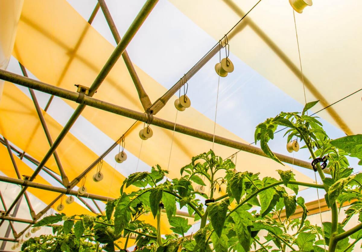 quantum dot sera cami bitkilere daha fazla kirmizi isik daha yuksek verim zQh8T7Gc.jpg