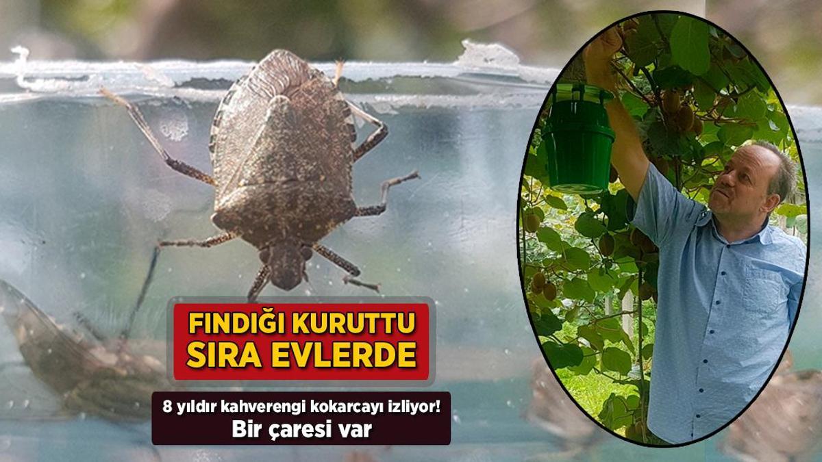 findigi kuruttu sira evlerde 8 yildir kahverengi kokarcayi izliyor bir caresi var 2mlLGCvm.jpg