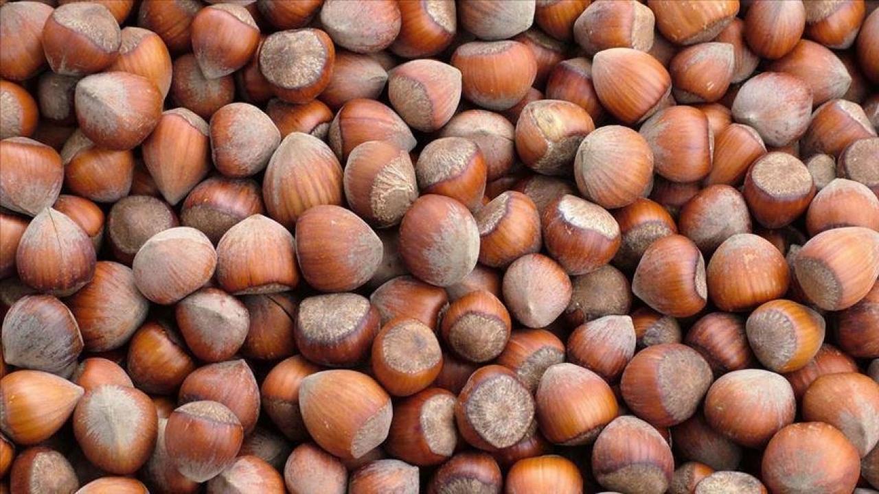 trabzonun 10 aylik findik ihracati 500 milyon dolari asti KffemqkX.jpg