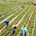 tusiad-fao-raporuna-gore-ciftci-kurumsallik-ve-dijitallesmeden-uzak-kooperatifin-adi-yok-mJyPBUnH