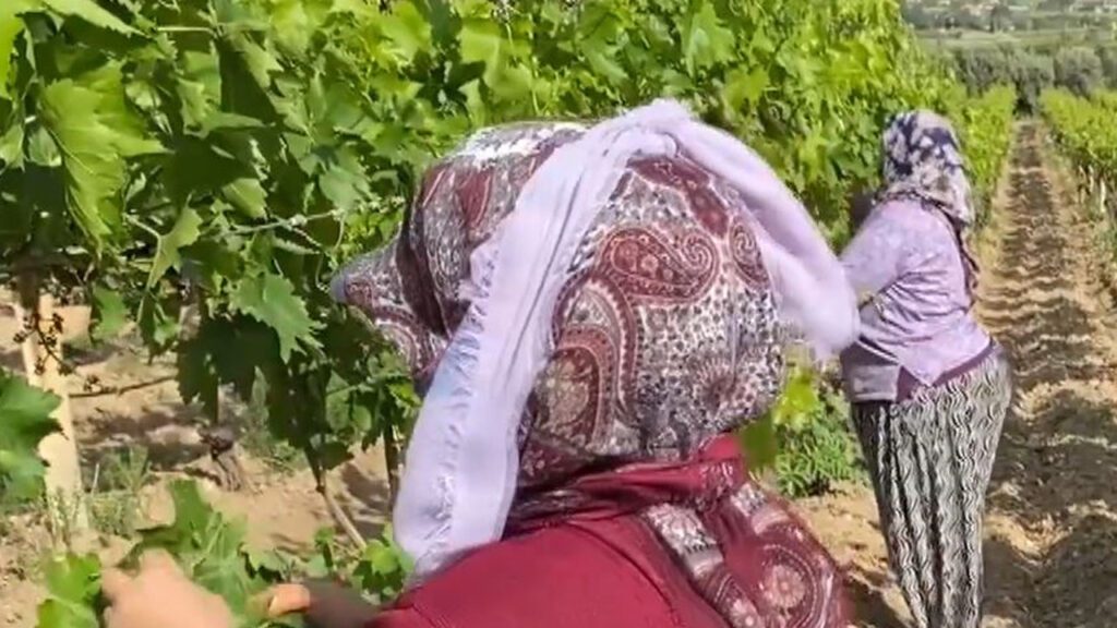 Yeşil Altın Sezonu Başladı: Alaşehir Ürünleri Dünya Pazarında